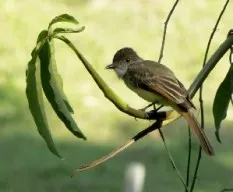 Myiarchus tuberculifer