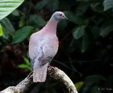 Patagioenas cayennensis