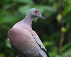 Patagioenas cayennensis
