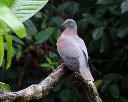 Patagioenas cayennensis