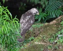 Buteo platypterus