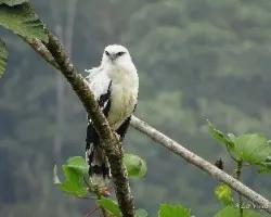 Leucopternis albicollis