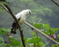 Leucopternis albicollis