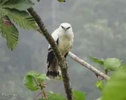 Leucopternis albicollis