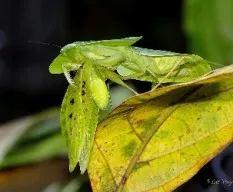 Reto del mes de Marzo 2016: Insectos predadores