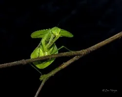 Reto del mes de Marzo 2016: Insectos predadores