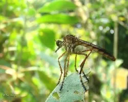 Reto del mes de Marzo 2016: Insectos predadores