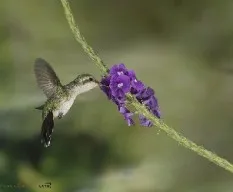 Chlorostilbon canivetii