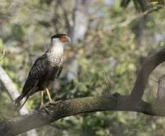 Caracara cheriway