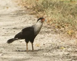 Caracara cheriway