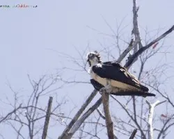 Pandion haliaetus