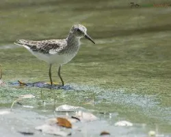 Calidris minutilla