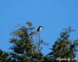 Pteroglossus torquatus