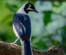 Cyanocorax mysticalis