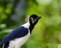 Cyanocorax mysticalis