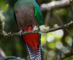 Pharomachrus mocinno