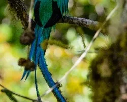 Pharomachrus mocinno