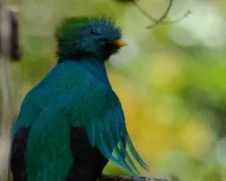 Pharomachrus mocinno