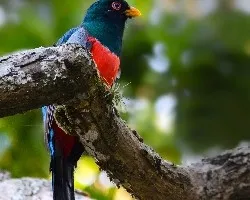 Trogon mesurus