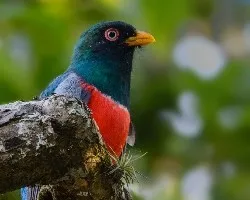 Trogon mesurus