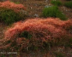 Cuscuta  epiphyllum  