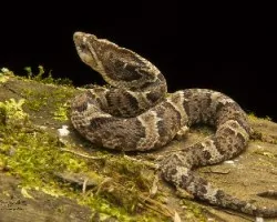 Xenodon rabdocephalus