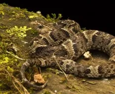 Xenodon rabdocephalus