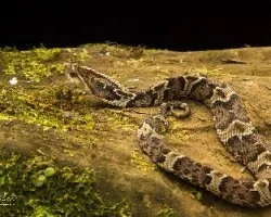 Xenodon rabdocephalus