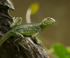 Basiliscus plumifrons