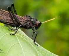 Taeniopoda reticulata