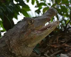 Caiman crocodilus