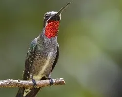 Heliomaster constantii