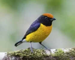 Euphonia anneae