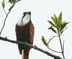 Procnias tricarunculatus