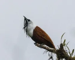 Procnias tricarunculatus