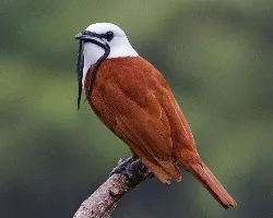 Procnias tricarunculatus