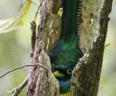 Trogon rufus