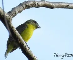 Euphonia hirundinacea