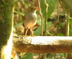 Catharus aurantiirostris
