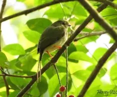 Chiroxiphia linearis
