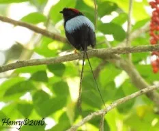 Chiroxiphia linearis 