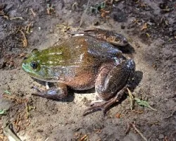 Lithobates catesbeianus