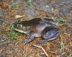 Lithobates catesbeianus