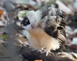  pulsatrix perspicillata