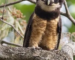 Pulsatrix perspicillata