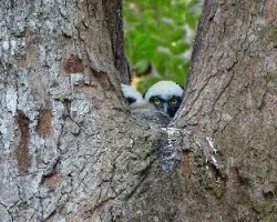 Pulsatrix perspicillata