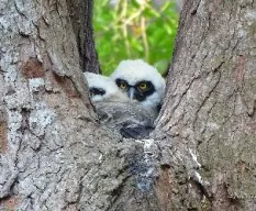 Pulsatrix perspicillata