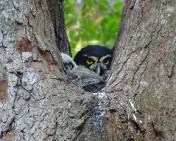 Pulsatrix perspicillata