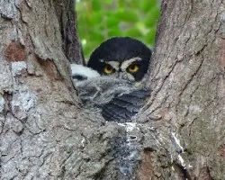 Pulsatrix perspicillata