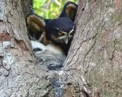 Pulsatrix perspicillata